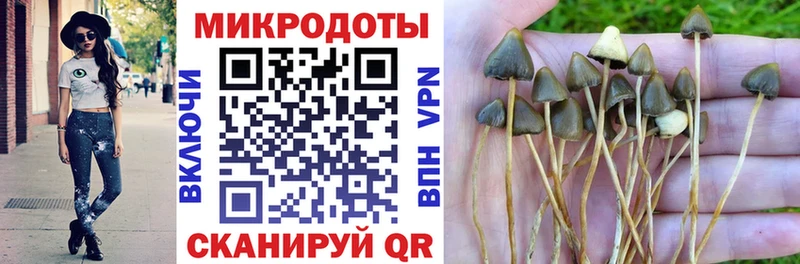 Псилоцибиновые грибы Psilocybe  Северская 